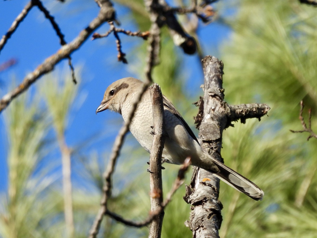 Northern Shrike - ML645344847