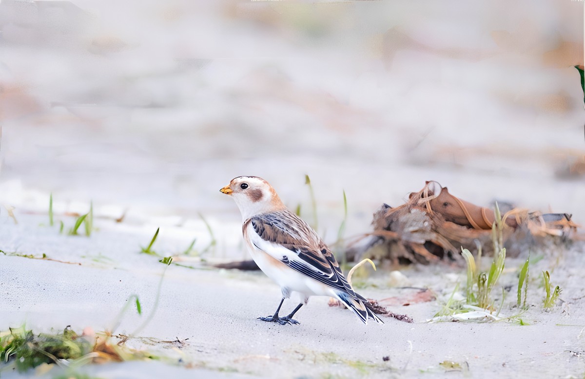 Snow Bunting - ML645344849
