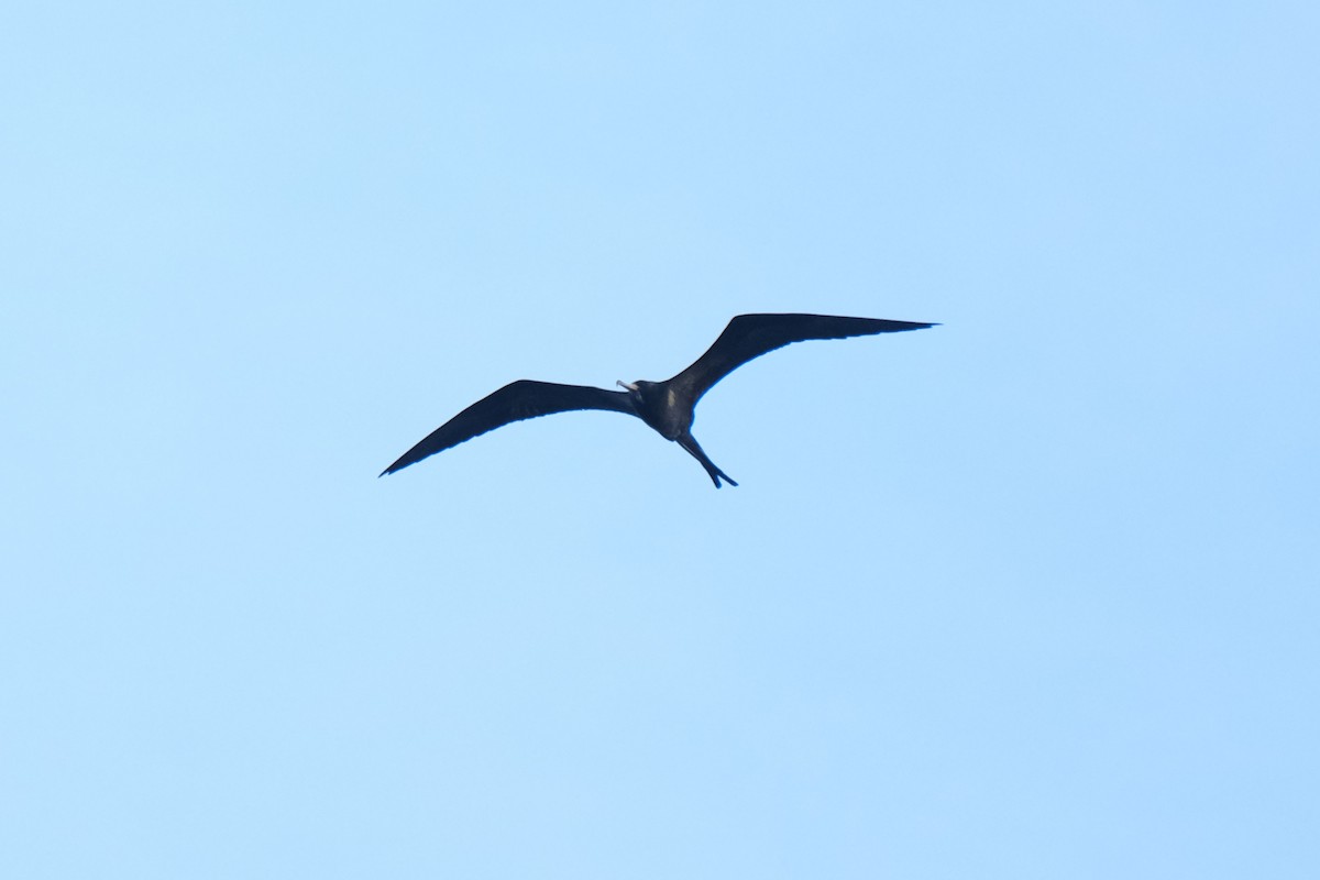 fregatka vznešená - ML645344861