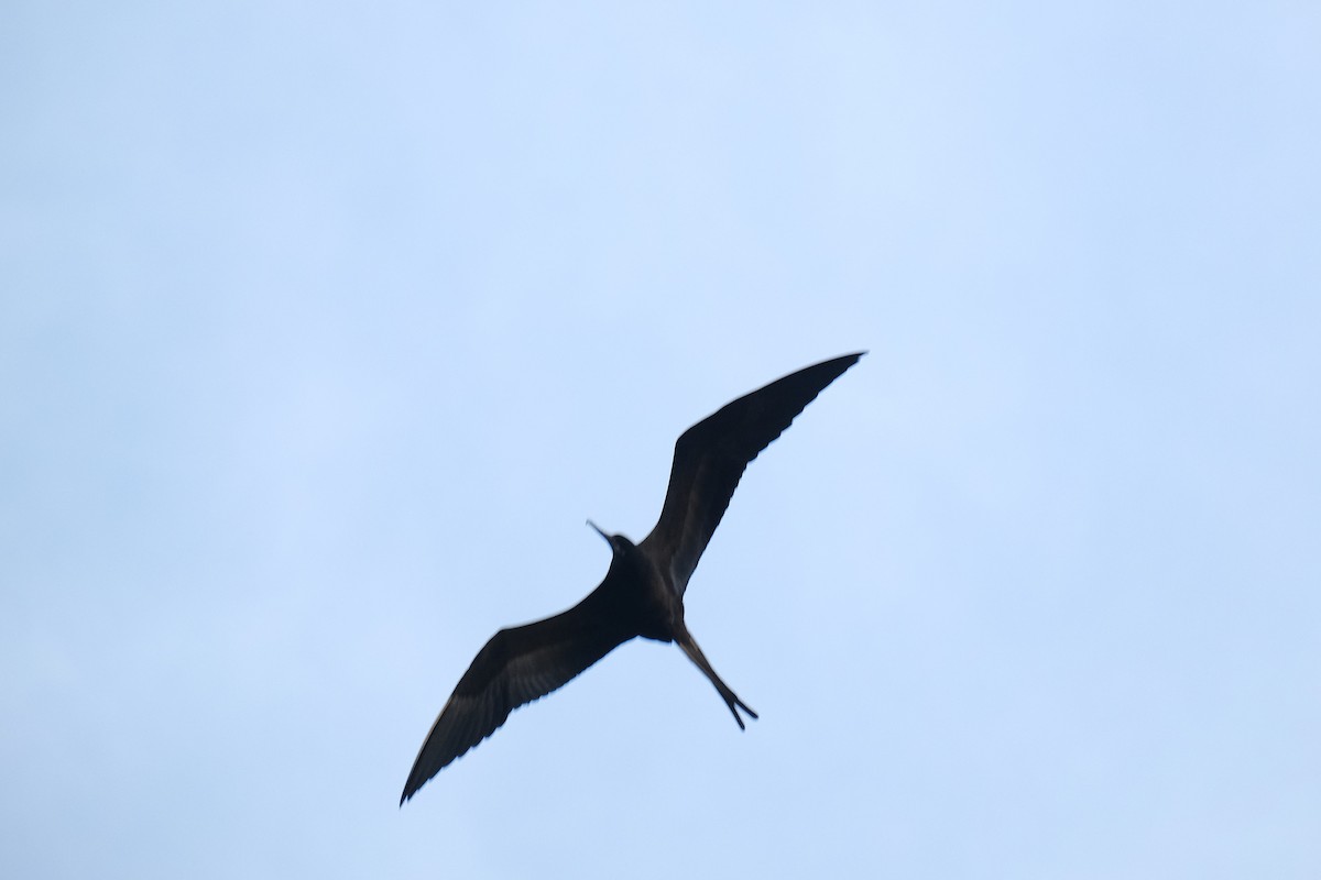 fregatka vznešená - ML645344862