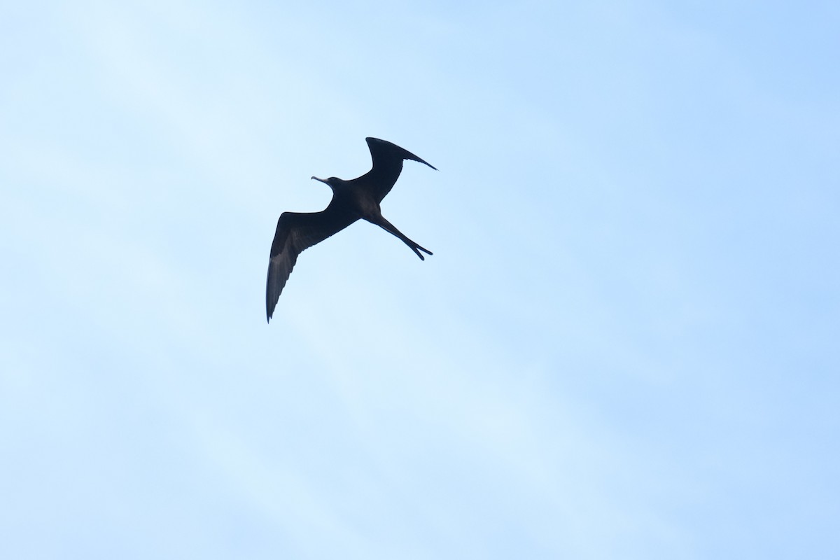 fregatka vznešená - ML645344863