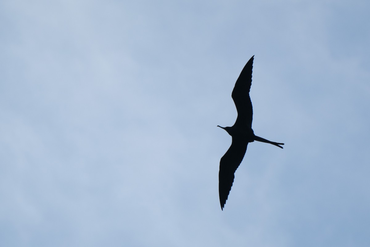 fregatka vznešená - ML645344864