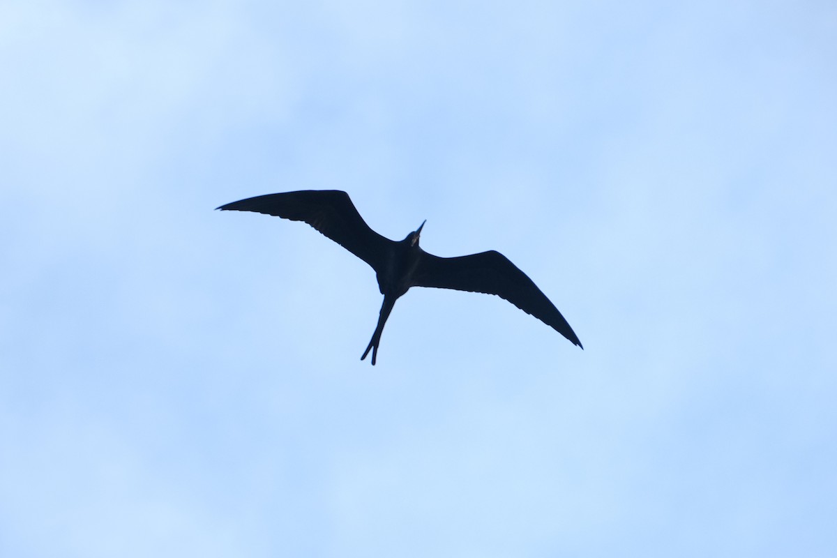 fregatka vznešená - ML645344865