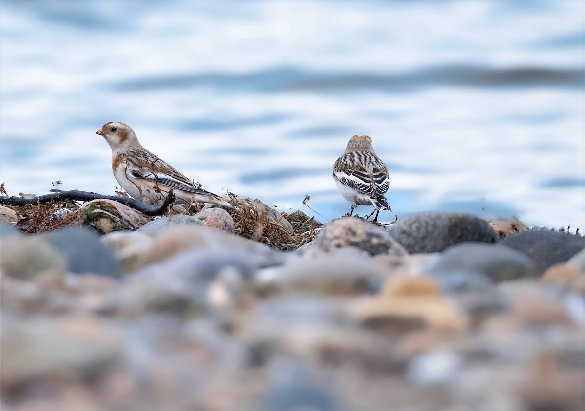 Snow Bunting - ML645344877