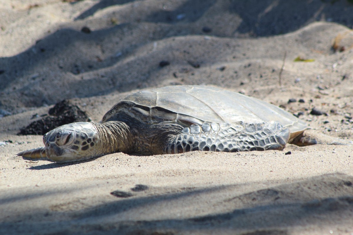 Green Sea Turtle - ML645344898
