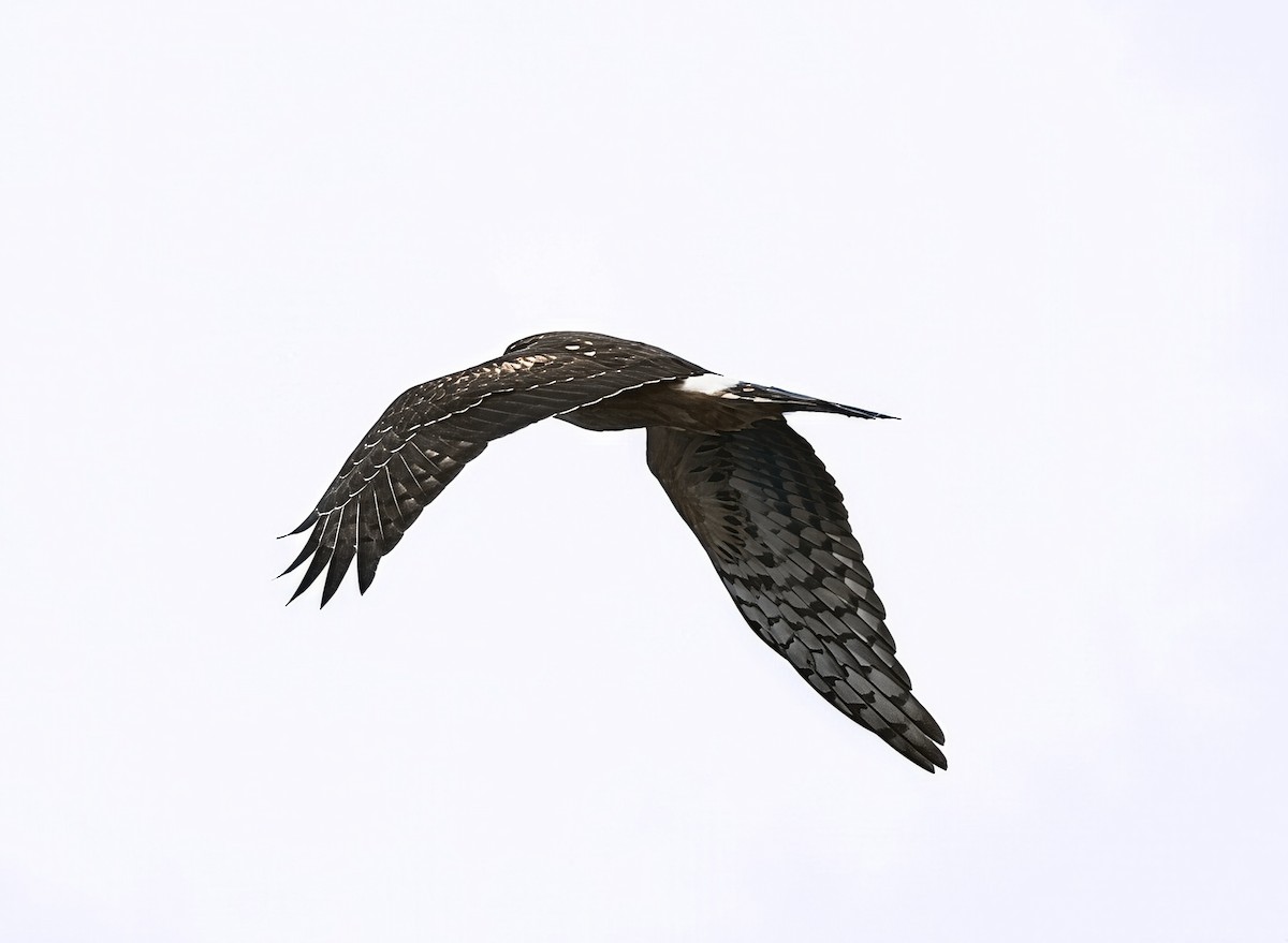 Northern Harrier - ML645344903