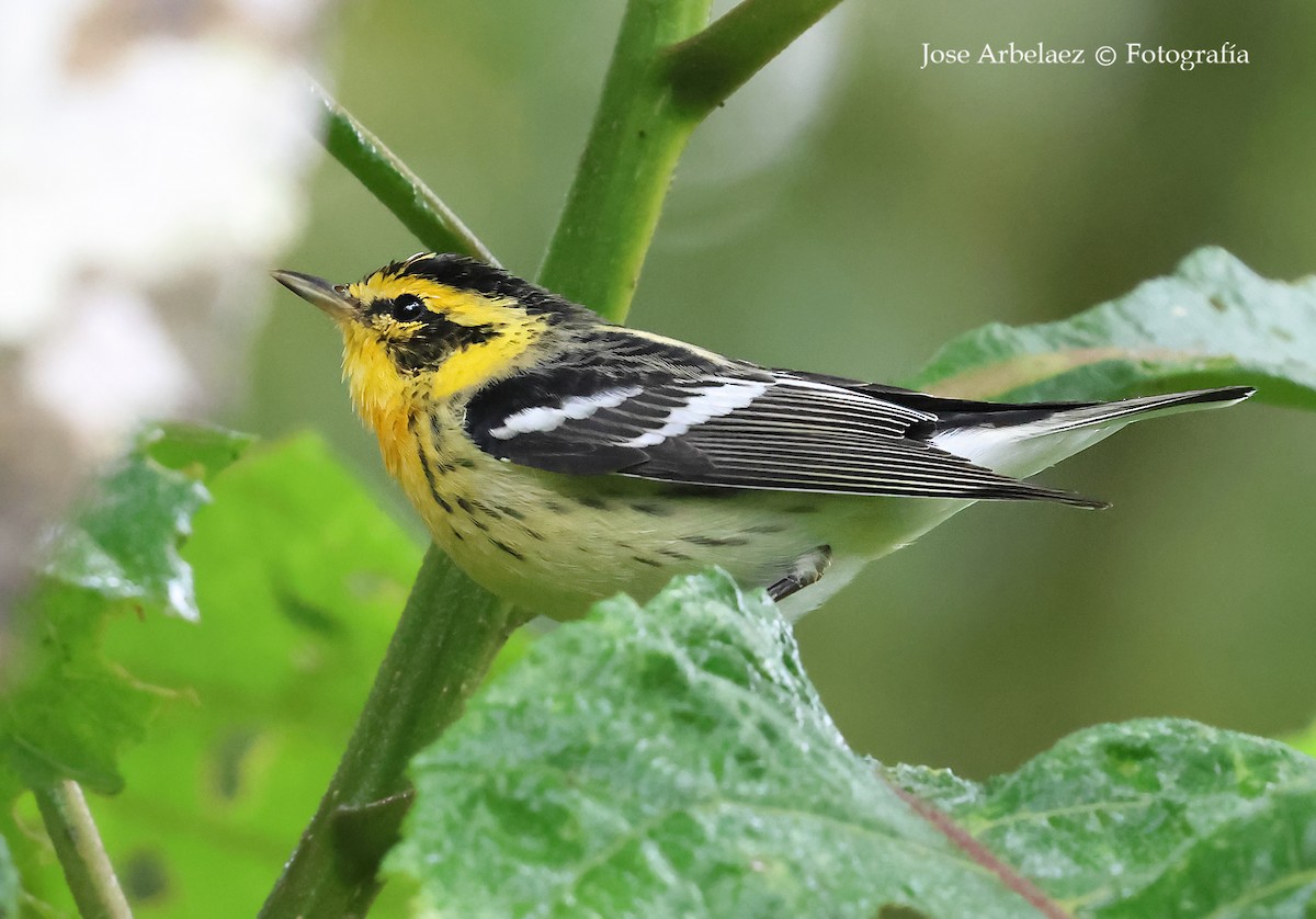 lesňáček jedlovcový - ML645344904