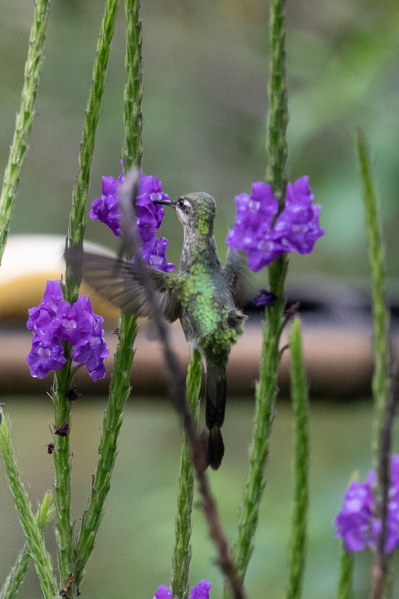 Schwanzbinden-Schattenkolibri - ML645344909