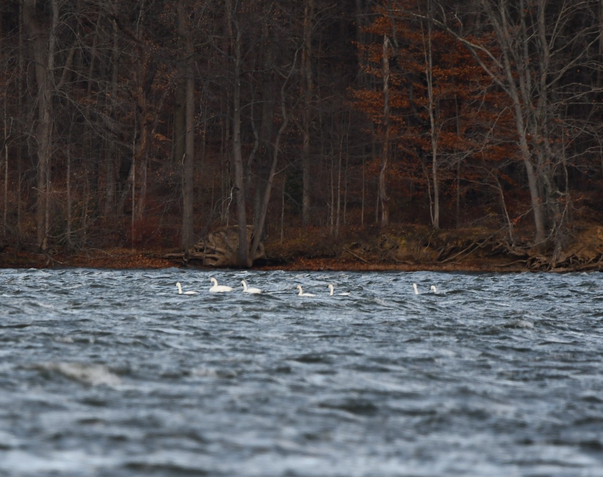 Tundra Swan - ML645344919