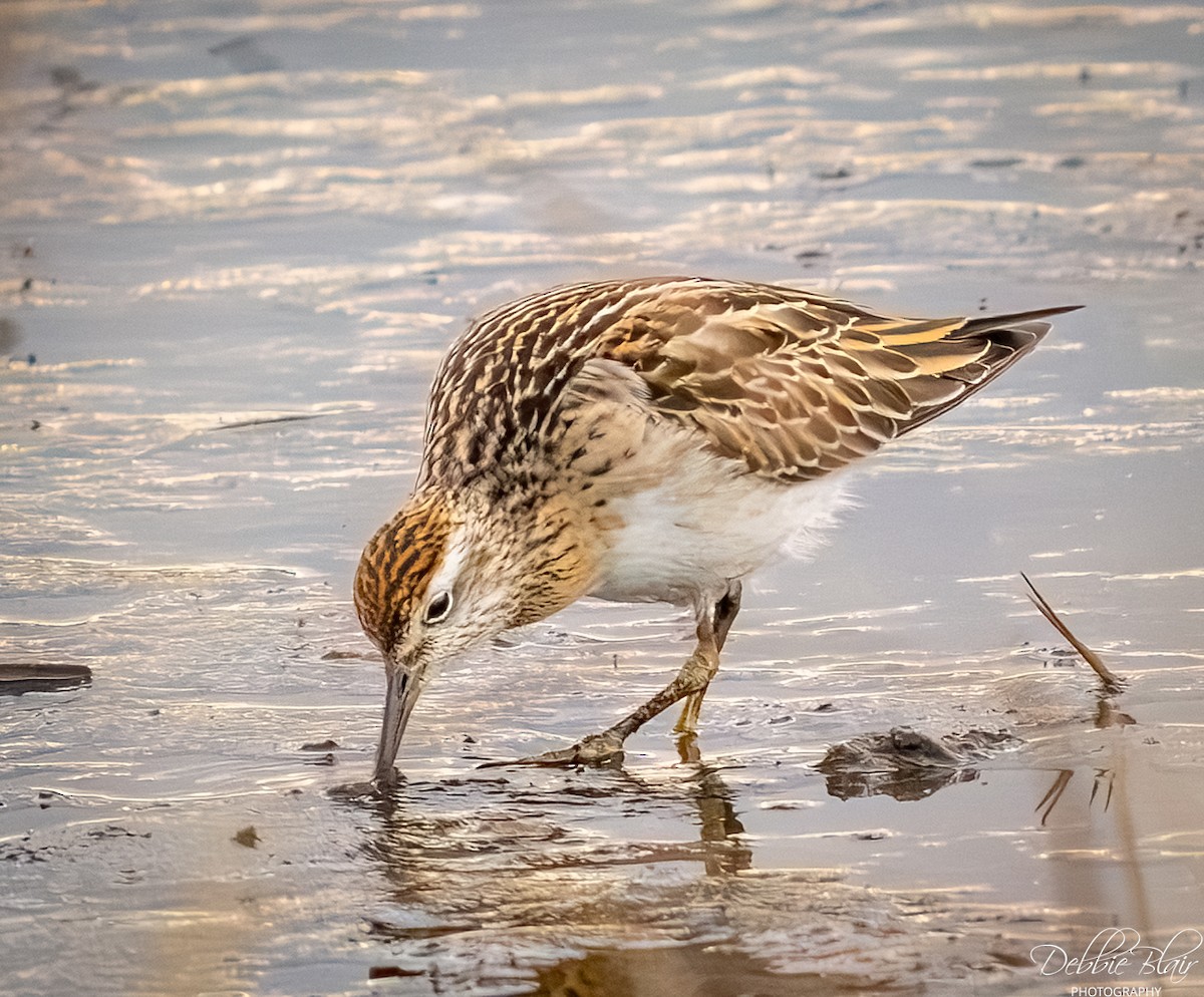 Sharp-tailed Sandpiper - ML645344963