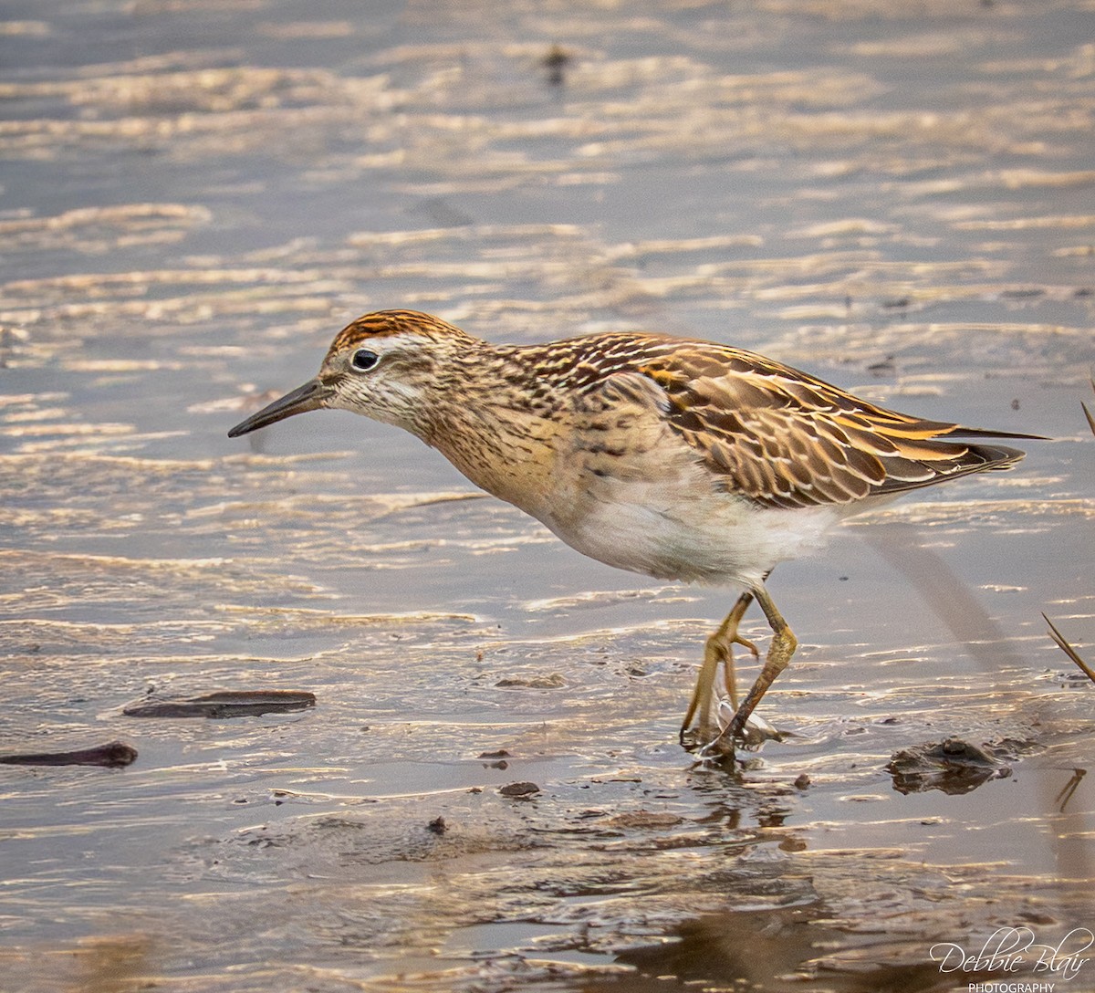 Sharp-tailed Sandpiper - ML645344964