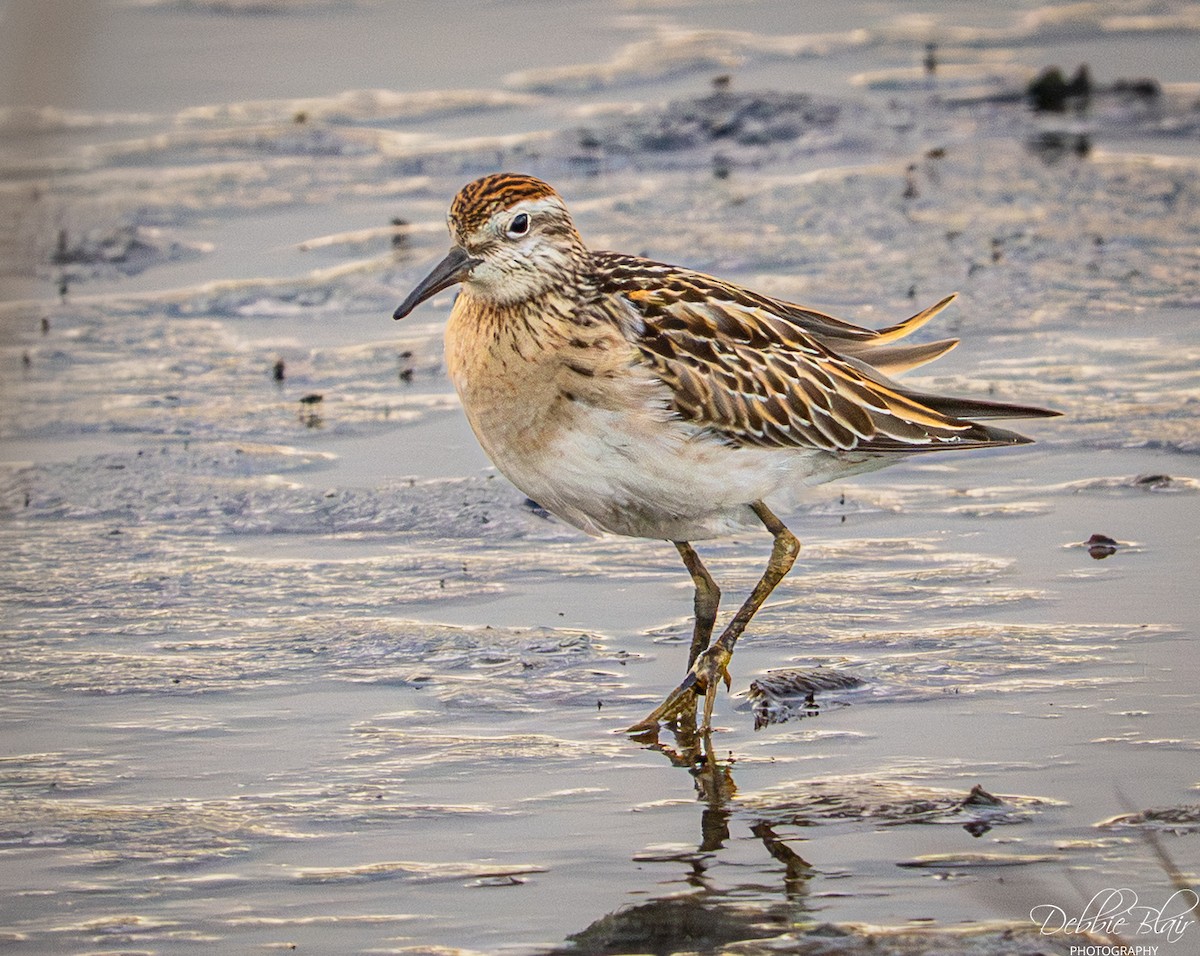 Sharp-tailed Sandpiper - ML645344965