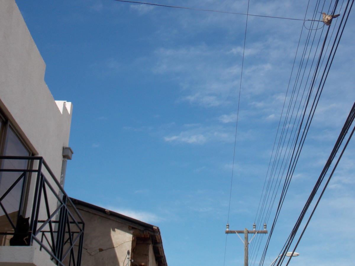 Giant Hummingbird - ML645344971