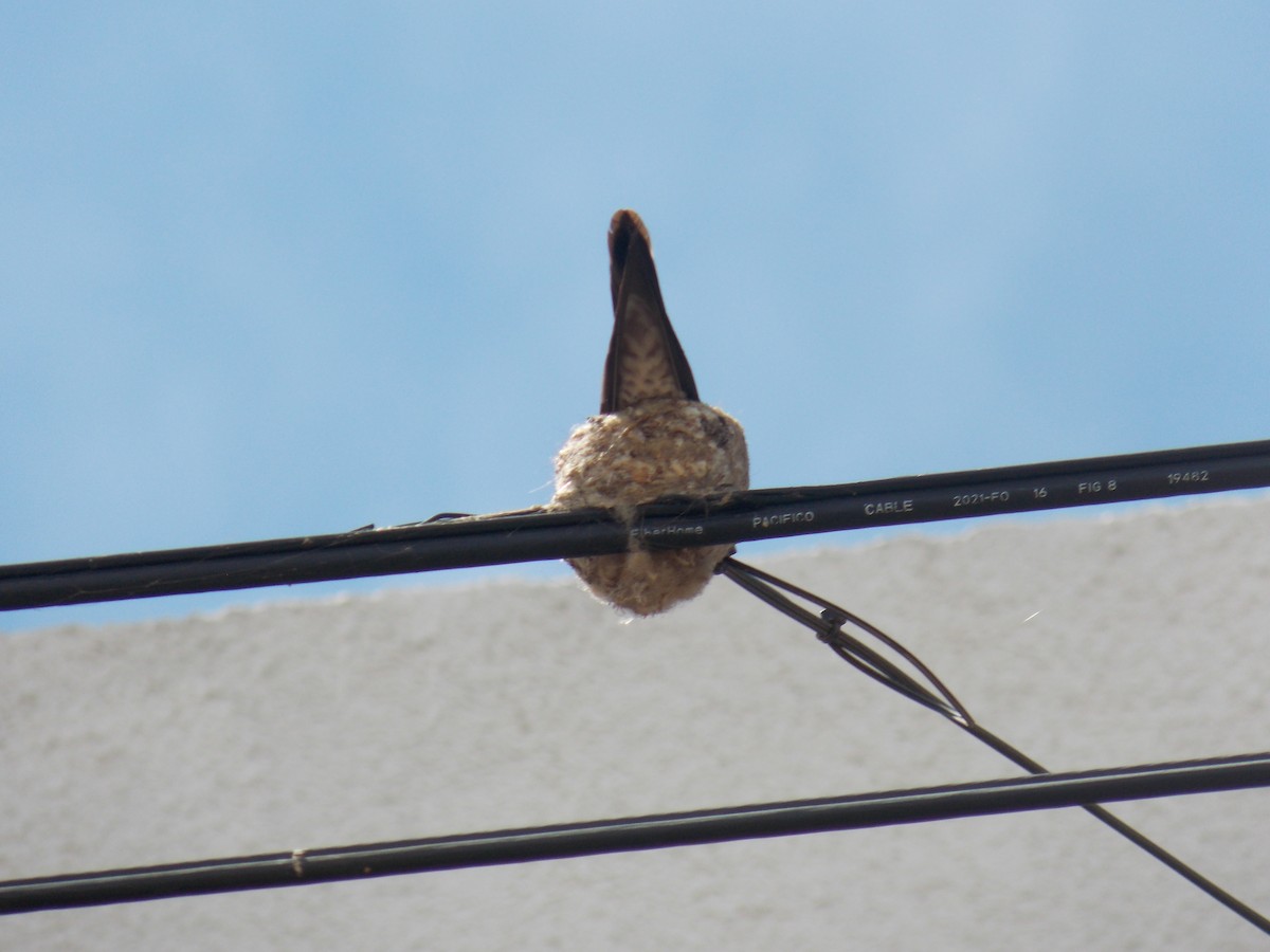 Giant Hummingbird - ML645344972