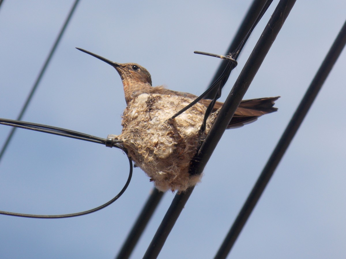Giant Hummingbird - ML645344973