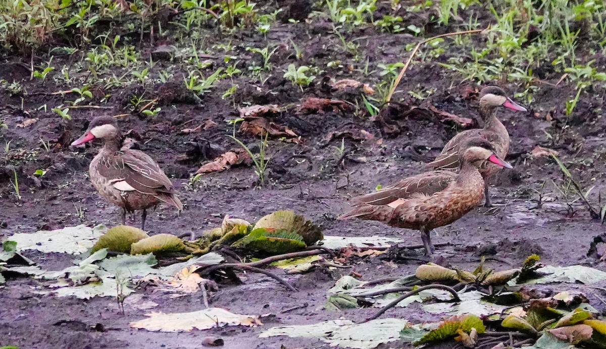 Ánade Piquirrojo - ML645344977