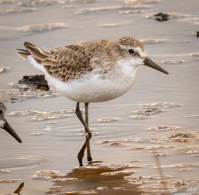 Semipalmated Sandpiper - ML645344978
