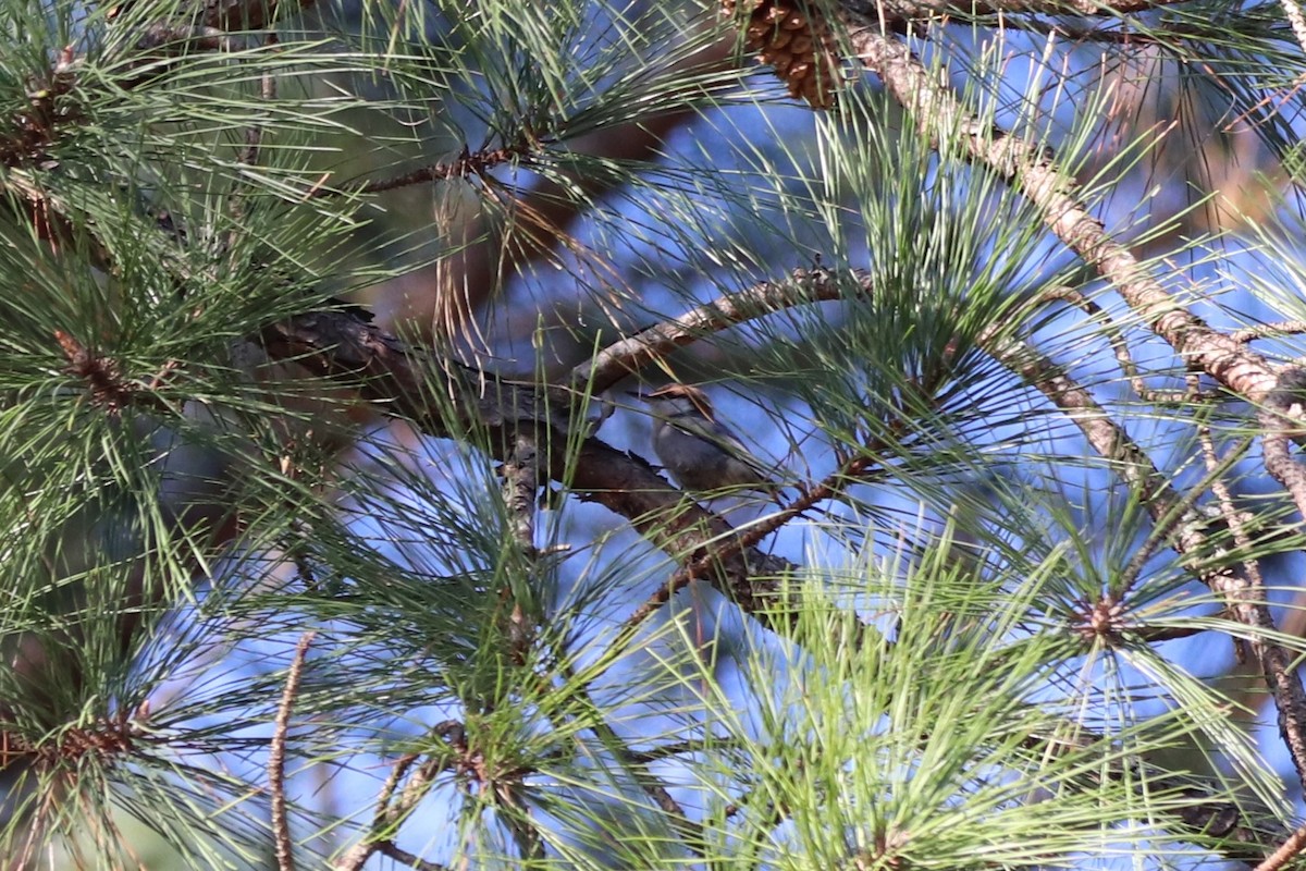 brhlík hnědohlavý - ML645344982