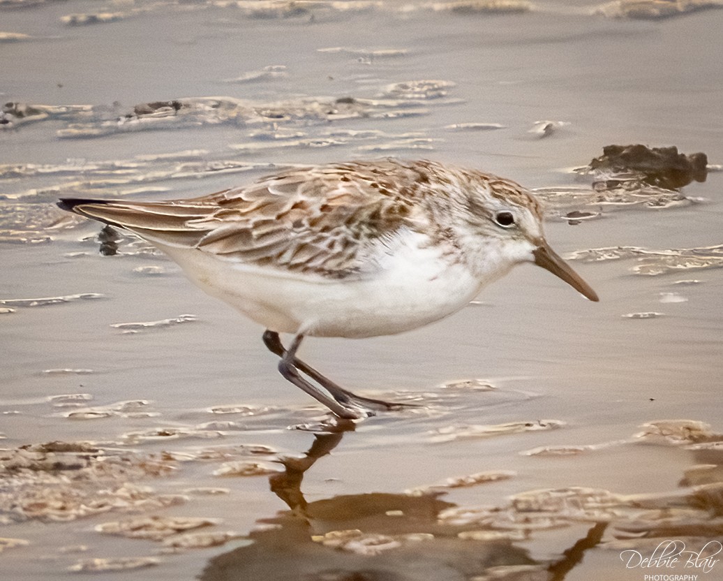 Western Sandpiper - ML645344986