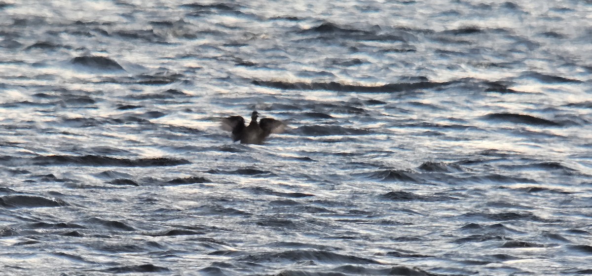 クロガモ - ML645344996