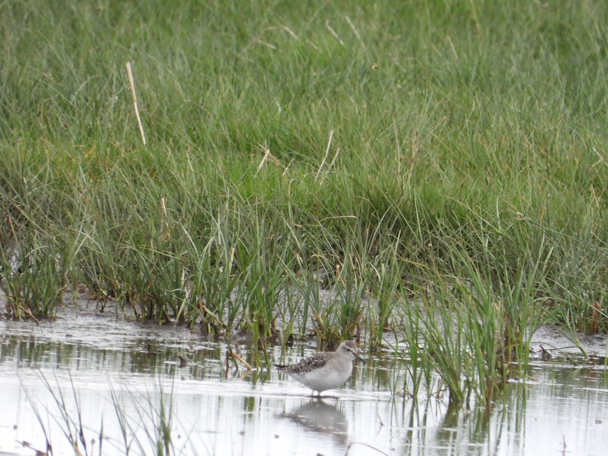 vodouš bahenní - ML645345001