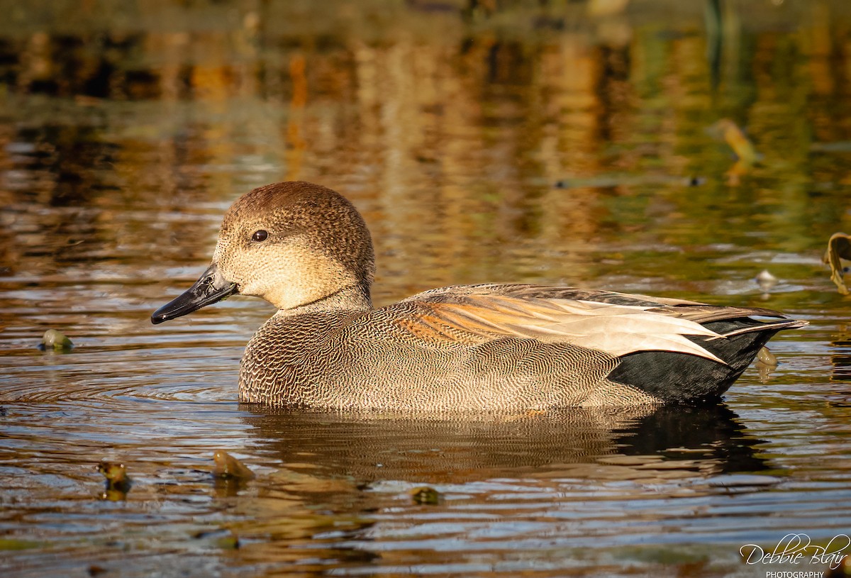 Gadwall - ML645345003