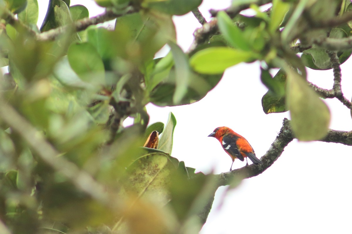 White-winged Tanager - ML645345004
