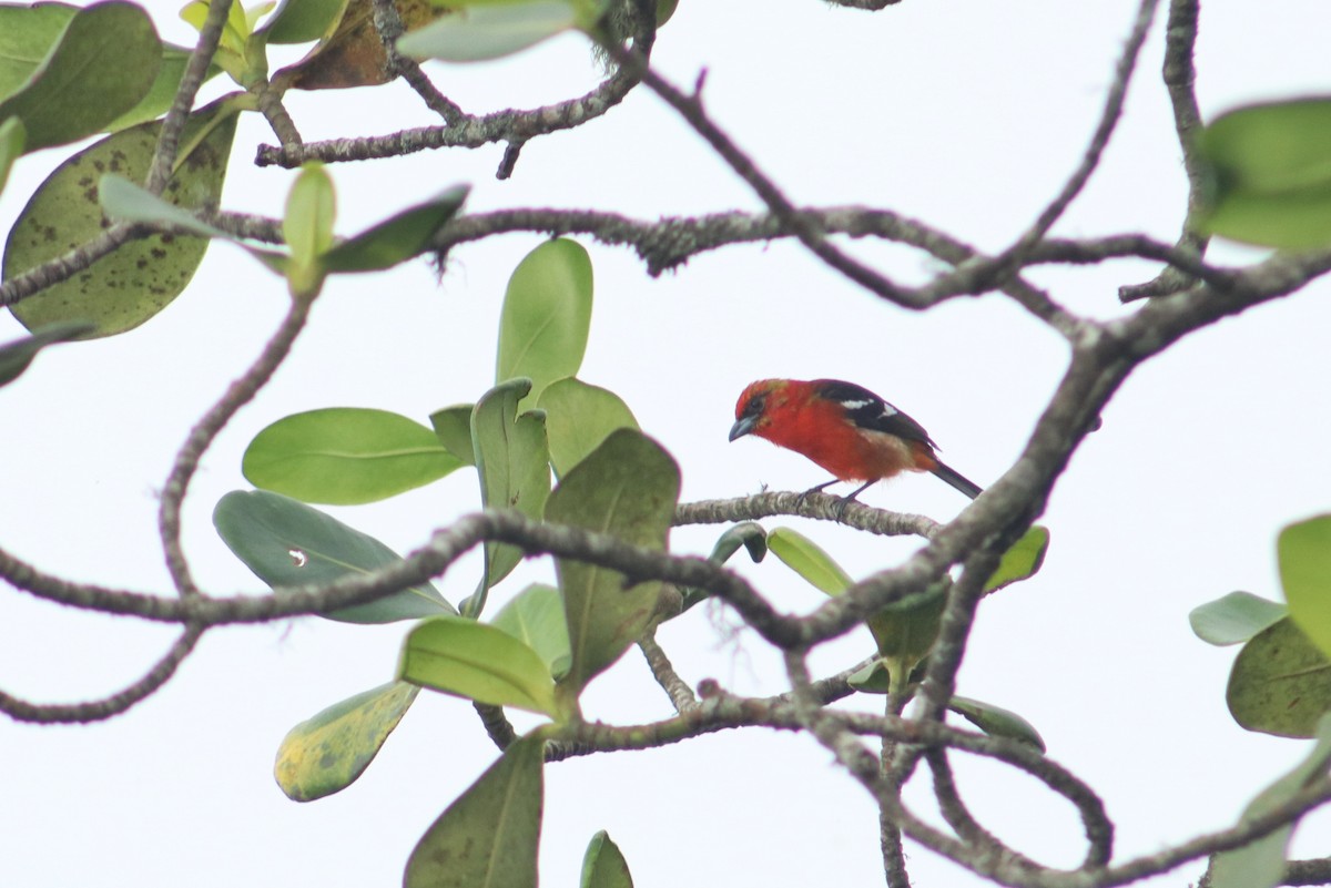 White-winged Tanager - ML645345005