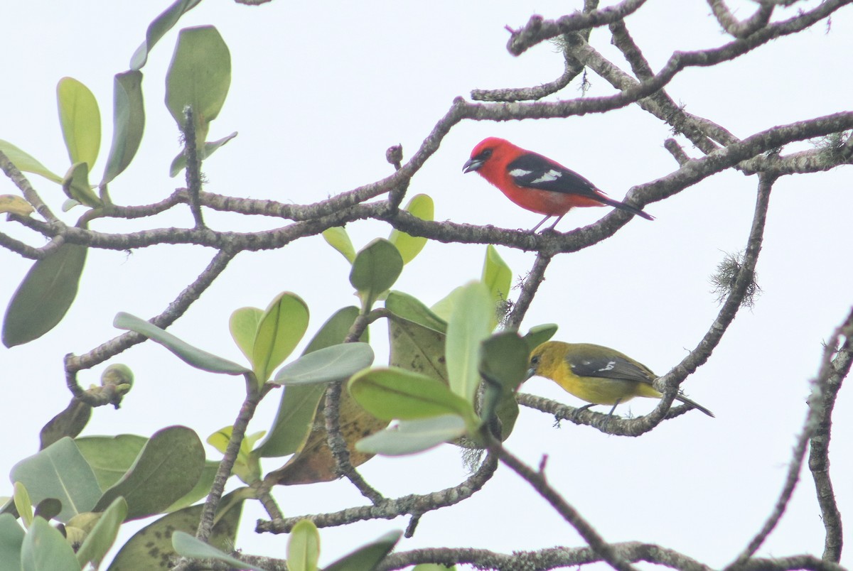 White-winged Tanager - ML645345006