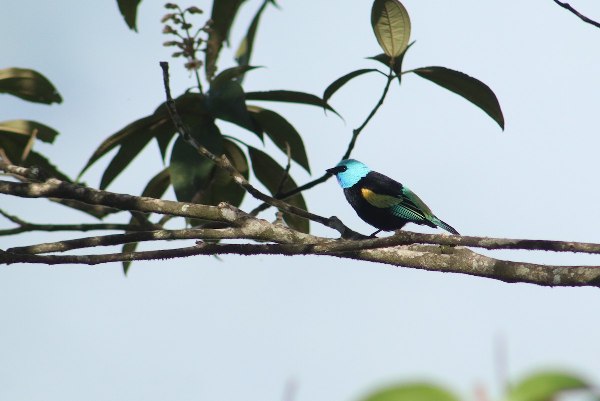 Лазурноголовая танагра - ML645345016