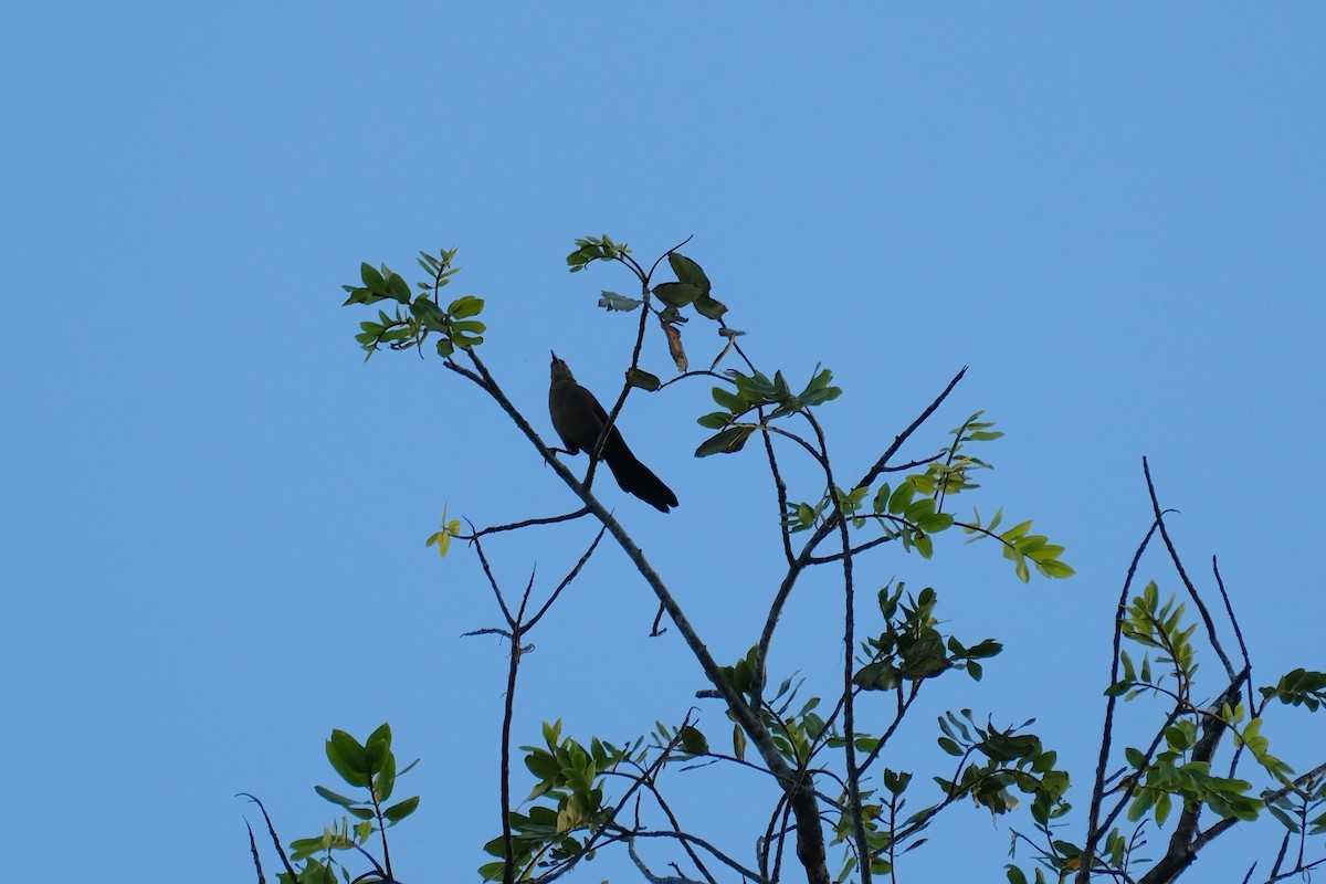 vlhovec velkoocasý - ML645345038