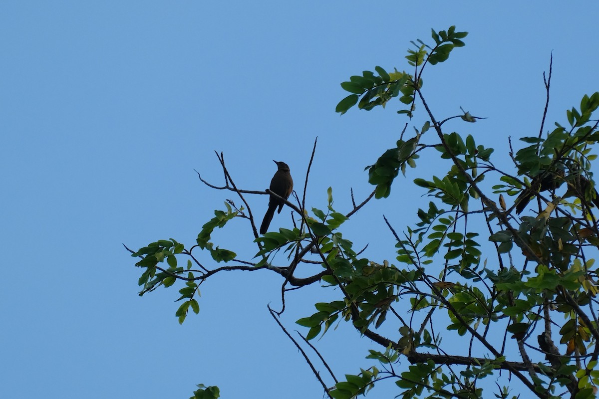 vlhovec velkoocasý - ML645345039