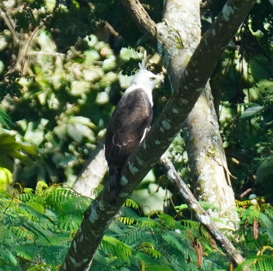 orel zdobený - ML645345041