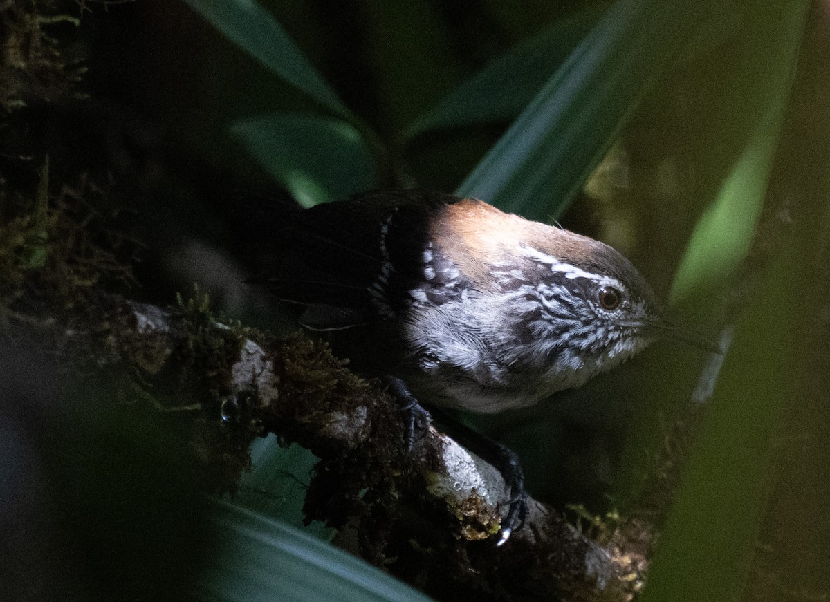 Bar-winged Wood-Wren - ML645345045