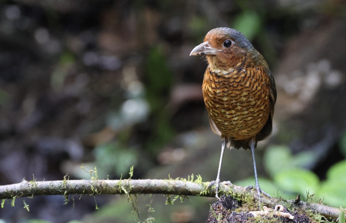 オニジアリドリ - ML645345049