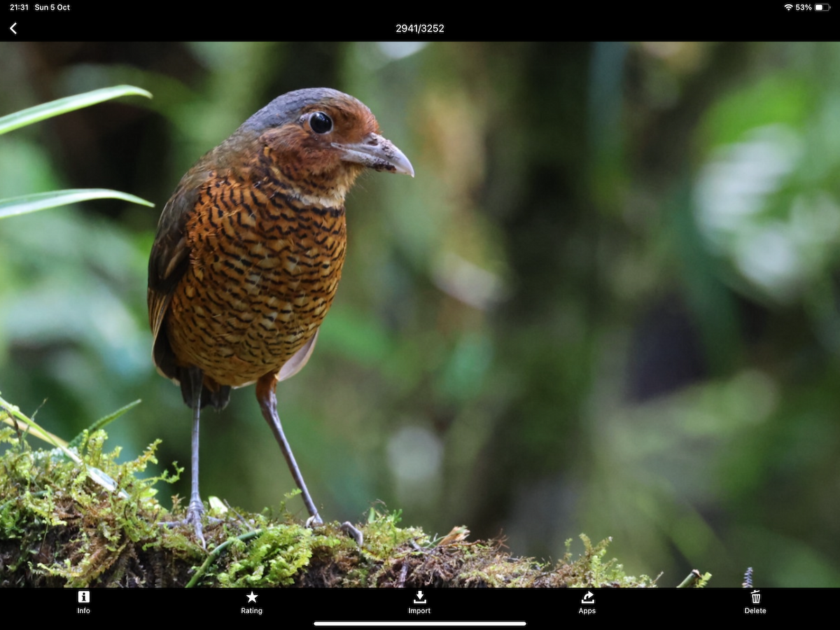 オニジアリドリ - ML645345051