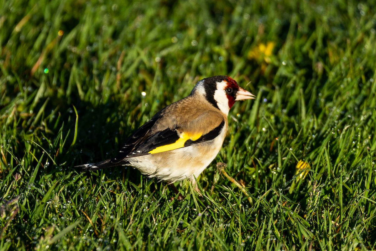 European Goldfinch - ML645345055