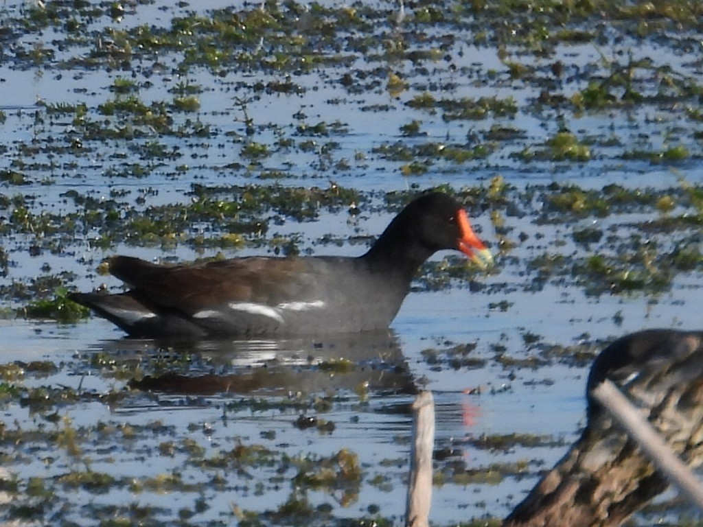 Курочка латиноамериканська - ML645345056