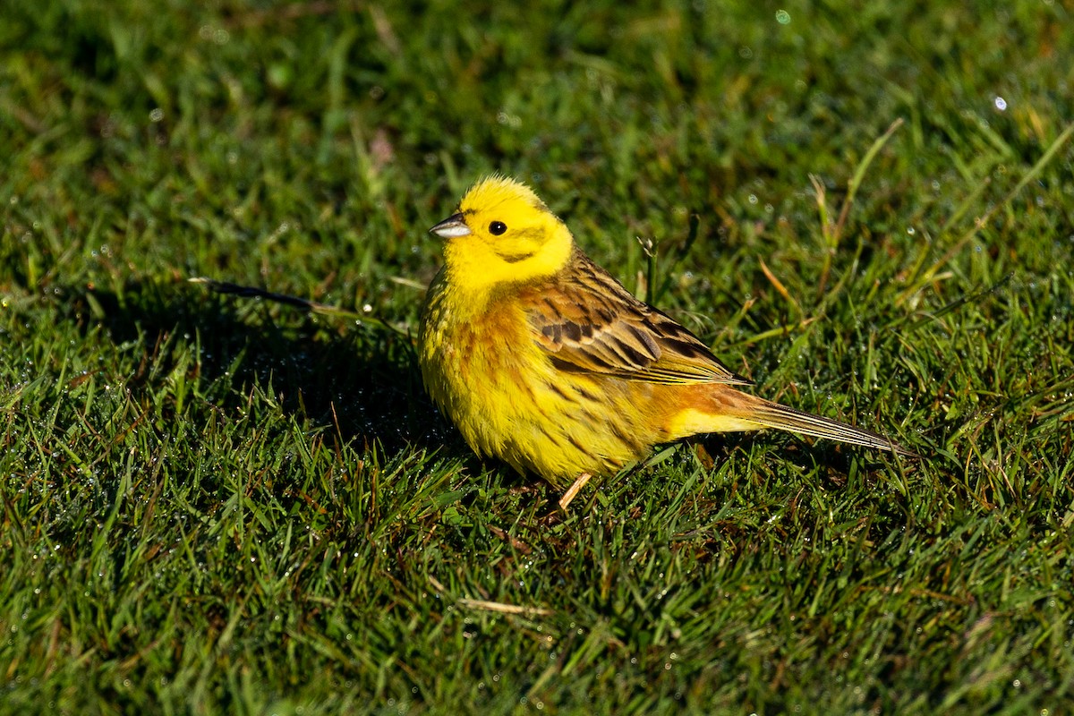 Yellowhammer - ML645345076