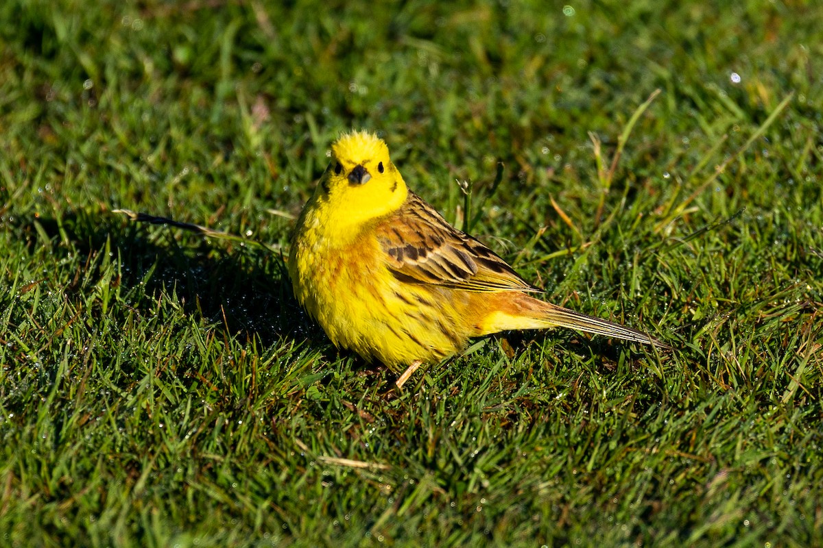 Yellowhammer - ML645345077