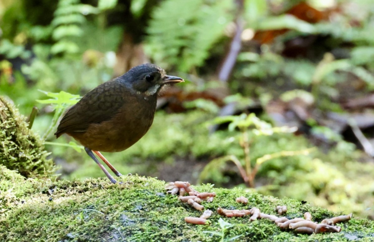 Moustached Antpitta - ML645345084