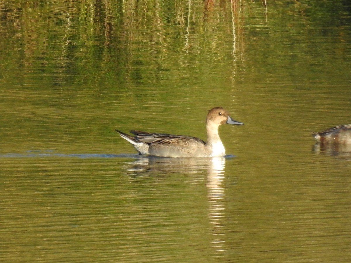 Шовтгор алаг нугас - ML645345091
