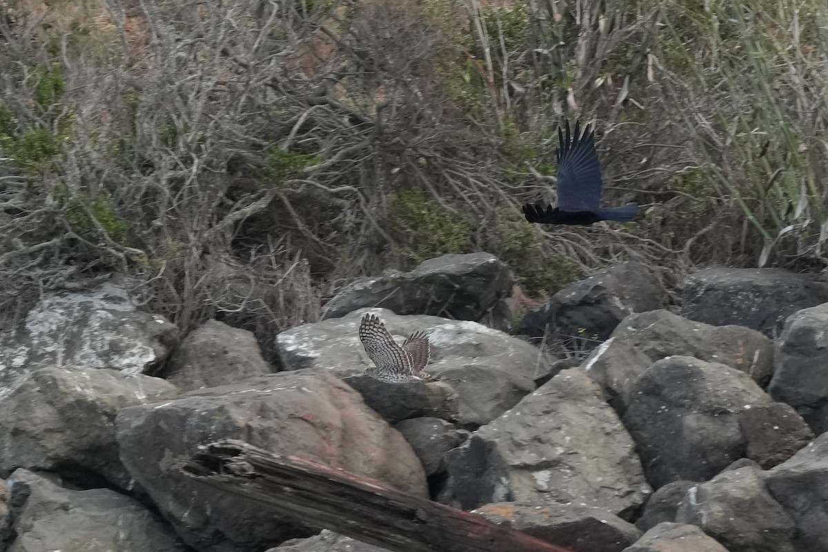 Cooper's Hawk - ML645345105