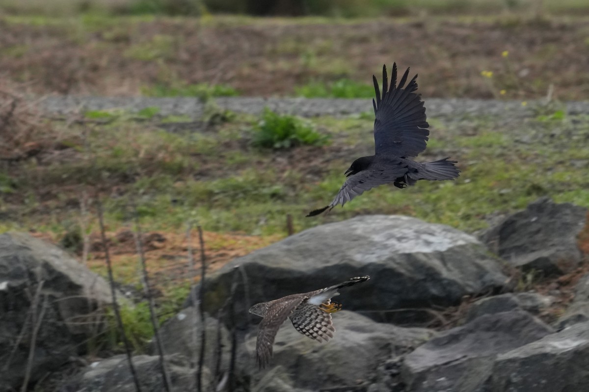 Cooper's Hawk - ML645345106