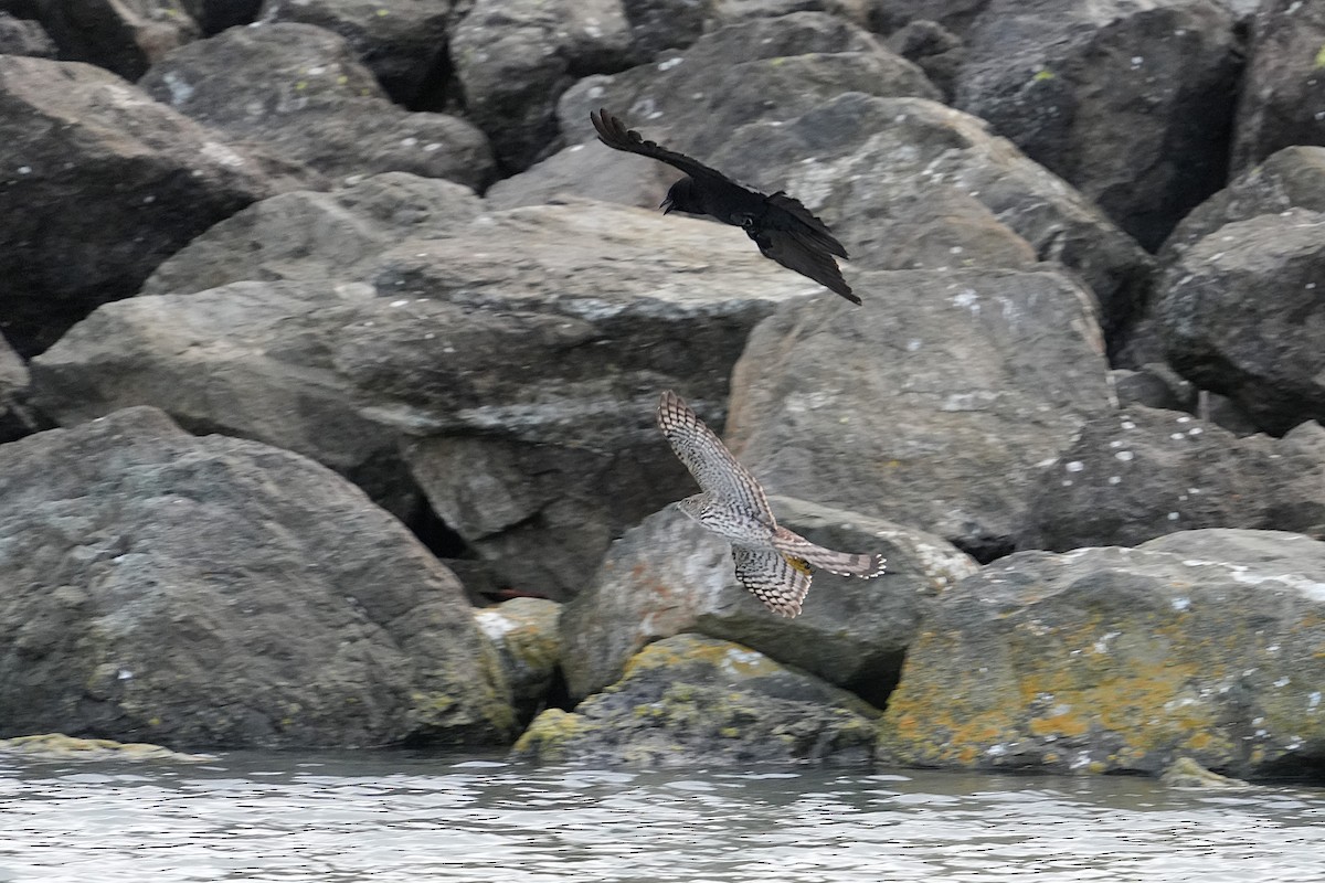Cooper's Hawk - ML645345108