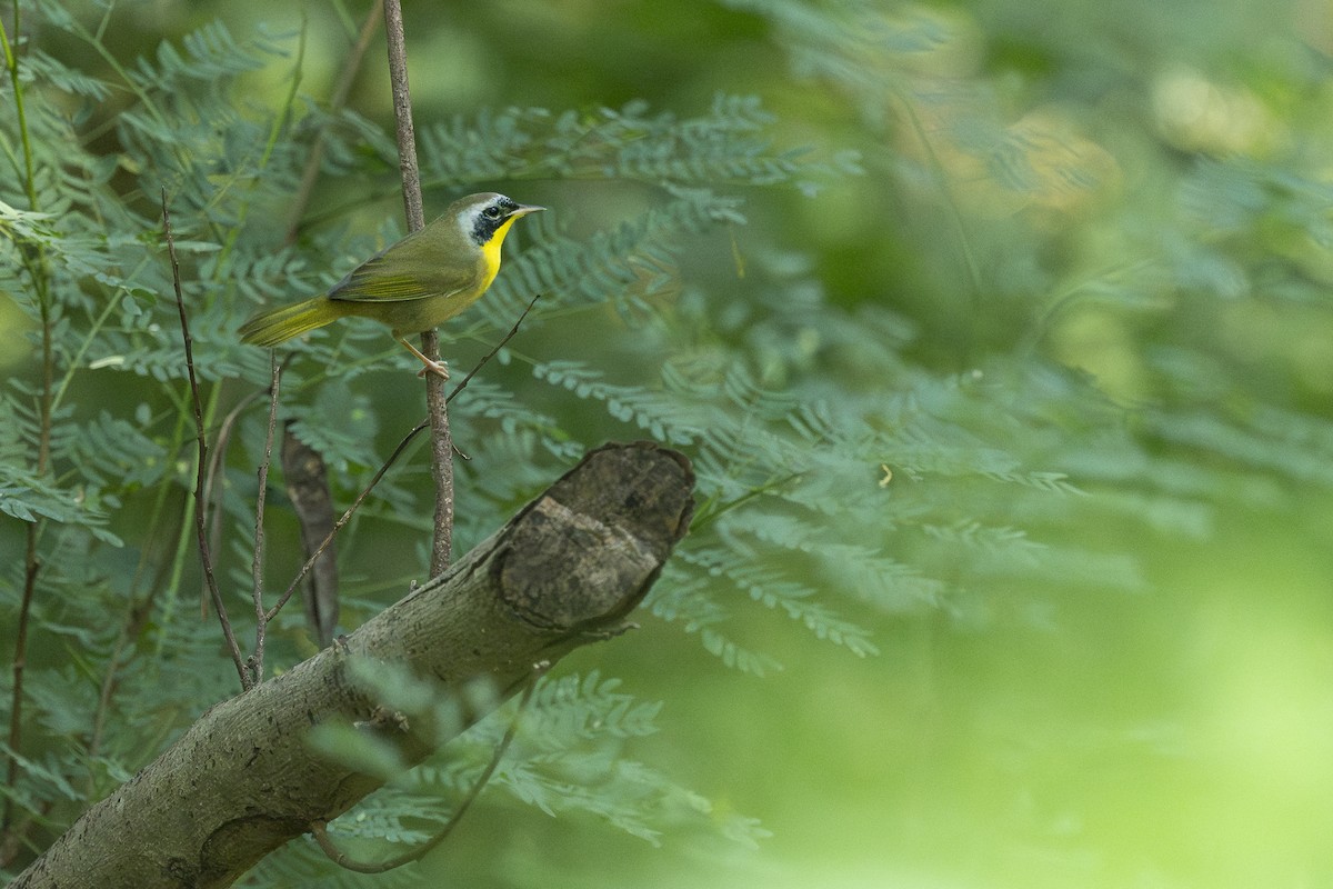 Common Yellowthroat - ML645345128