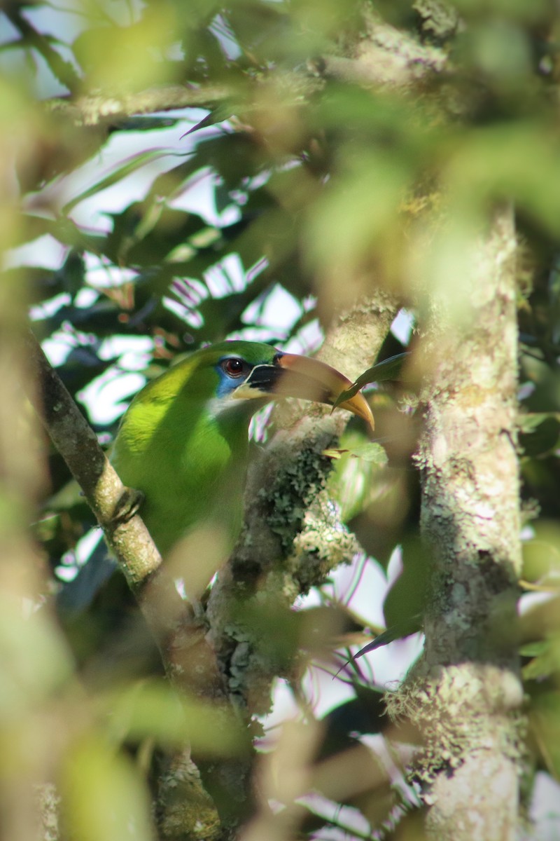 Groove-billed Toucanet - ML645345134
