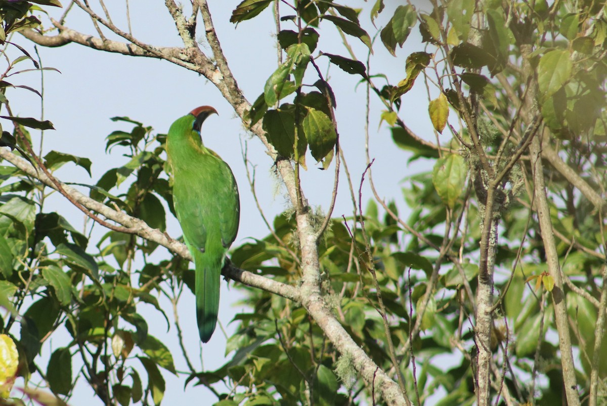Groove-billed Toucanet - ML645345137