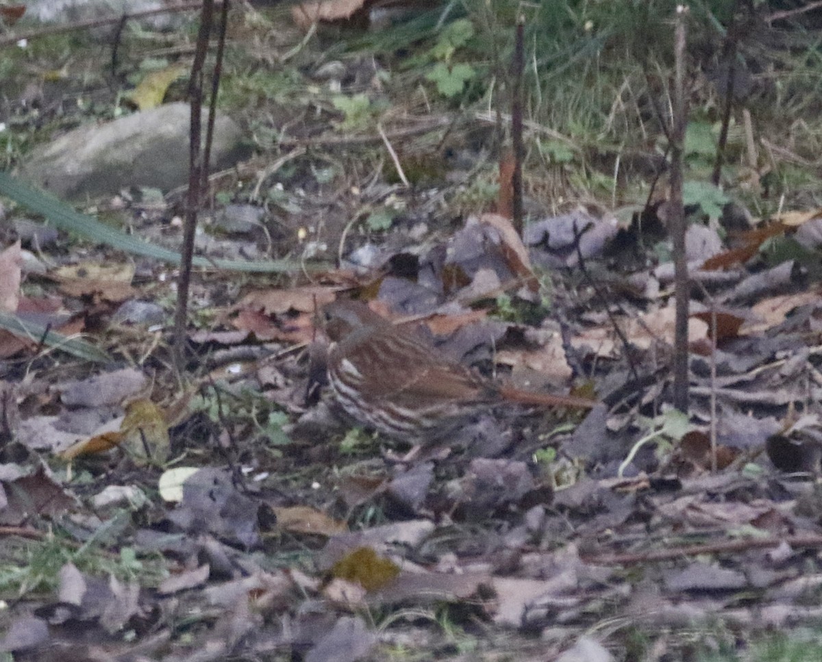 Fox Sparrow - ML645345141