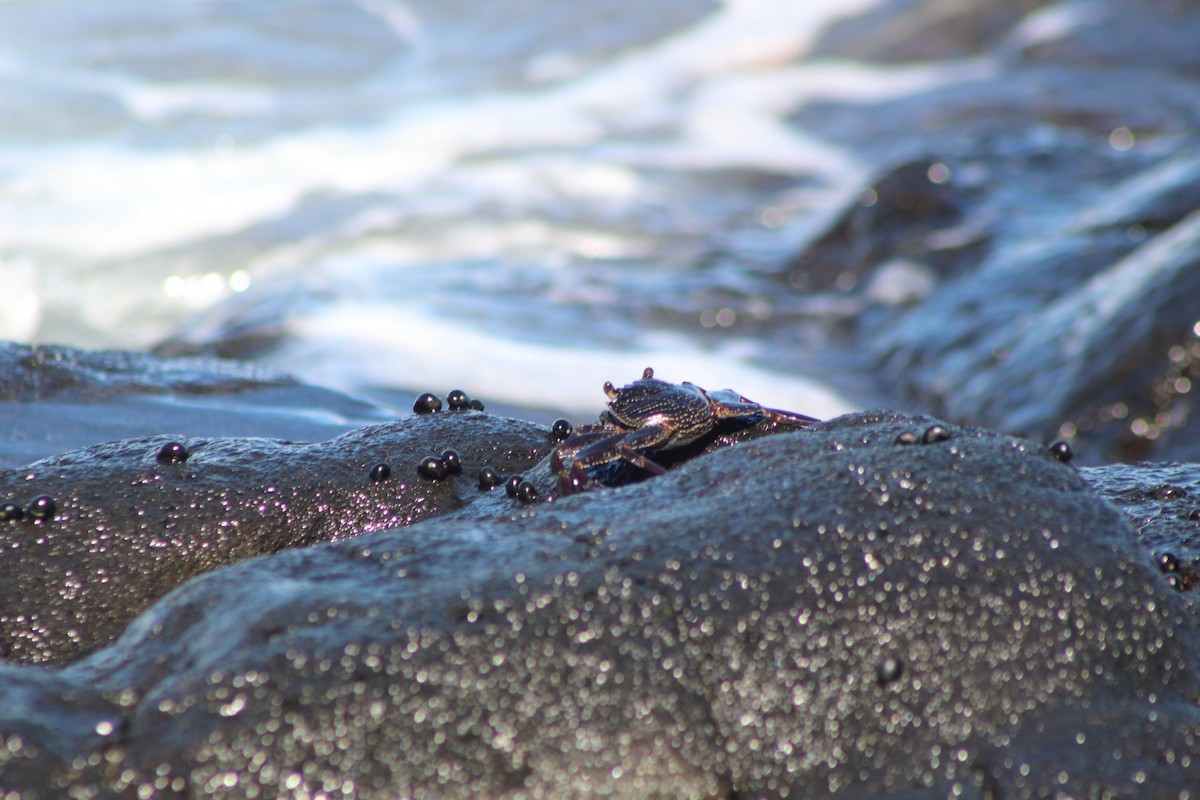 Thin-shelled Rock Crab - ML645345149